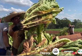Expedição Costa Oeste: seca e crise do leite fazem pequeno agricultor voltar a cultivar fumo