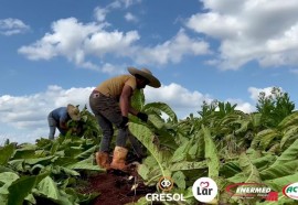 Expedição Costa Oeste: seca e crise do leite fazem pequeno agricultor voltar a cultivar fumo