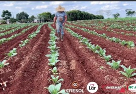 Expedição Costa Oeste: seca e crise do leite fazem pequeno agricultor voltar a cultivar fumo