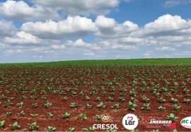 Expedição Costa Oeste: seca e crise do leite fazem pequeno agricultor voltar a cultivar fumo