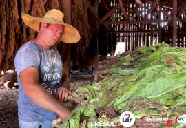 Expedição Costa Oeste: seca e crise do leite fazem pequeno agricultor voltar a cultivar fumo
