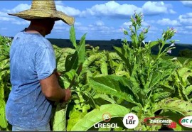 Expedição Costa Oeste: seca e crise do leite fazem pequeno agricultor voltar a cultivar fumo