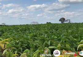 Expedição Costa Oeste: seca e crise do leite fazem pequeno agricultor voltar a cultivar fumo