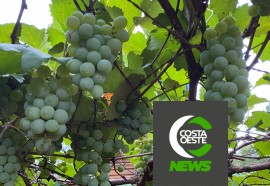 Expedição Costa Oeste: Casal deixa emprego na cidade para se tornar produtor de melancias 