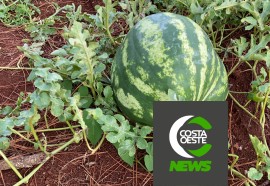 Expedição Costa Oeste: Casal deixa emprego na cidade para se tornar produtor de melancias 