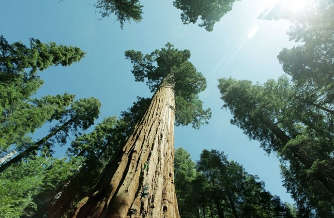 A árvore gigantesca