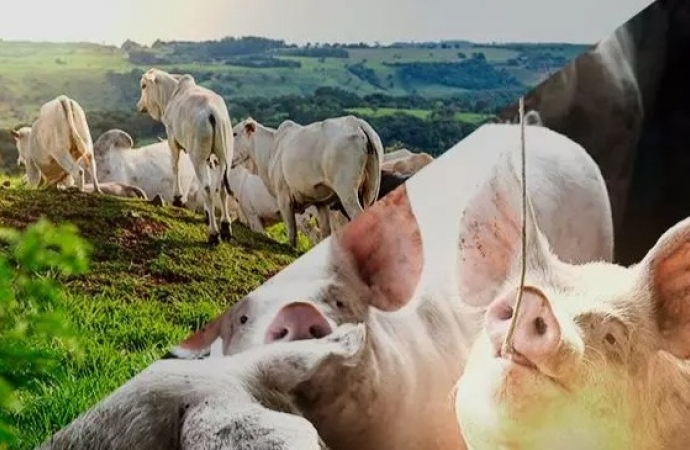 A partir do início de junho, produtores já precisam ter cadastramento para transportar animais