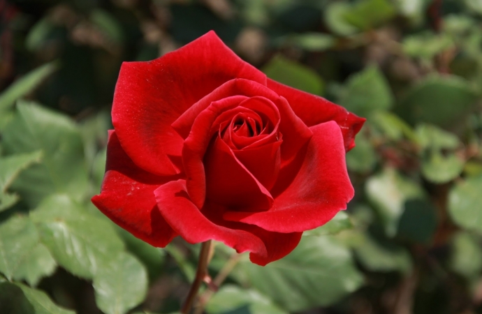 A rosa
