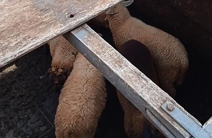 ADAPAR flagra trânsito irregular de animais no Posto de Fiscalização do Trânsito Agropecuário de Guaíra