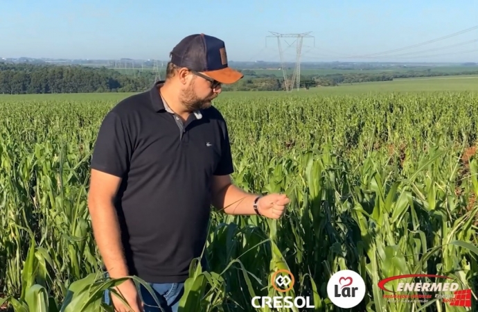 Agricultor tenta recuperar lavoura de milho danificada por granizo