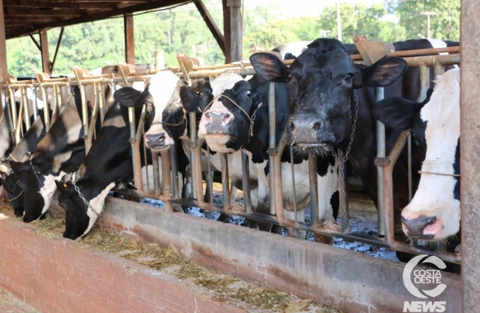 Agricultura lança mais uma etapa do programa de inseminação artificial em Santa Helena