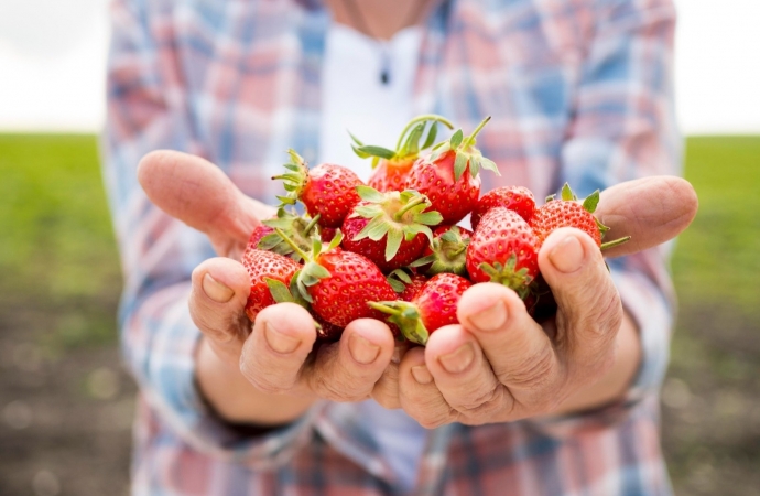 Agricultura orgânica em ascensão: o crescimento do sistema de produção no Brasil