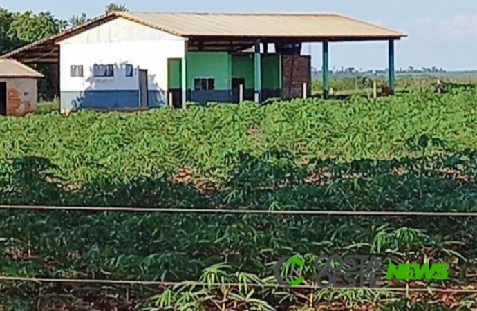 Agroindustrialização de mandioca pode ser alternativa viável para produtores do Oeste do Paraná
