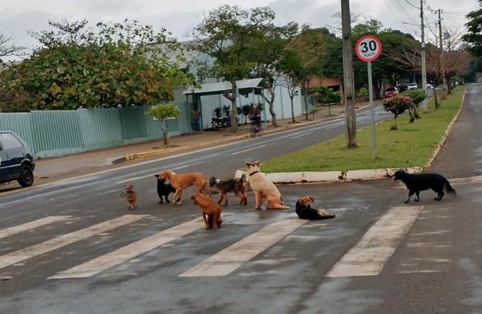 Animais soltos em via pública geram reclamações em Santa Helena