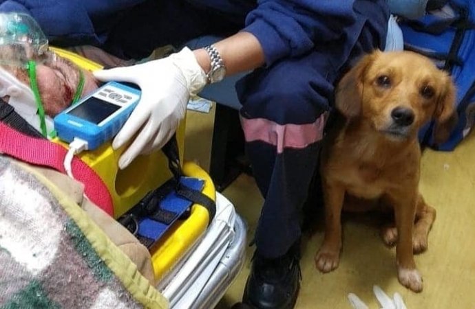 Antes do acolhimento, cachorrinho invadiu hospital duas vezes para ficar próximo ao dono atropelado