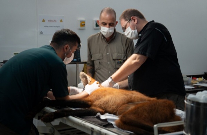 Após atendimento na Itaipu, lobo-guará retorna à natureza