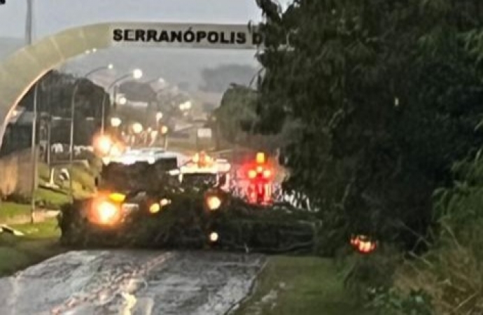 Árvore cai e bloqueia entrada de Serranópolis após forte chuva