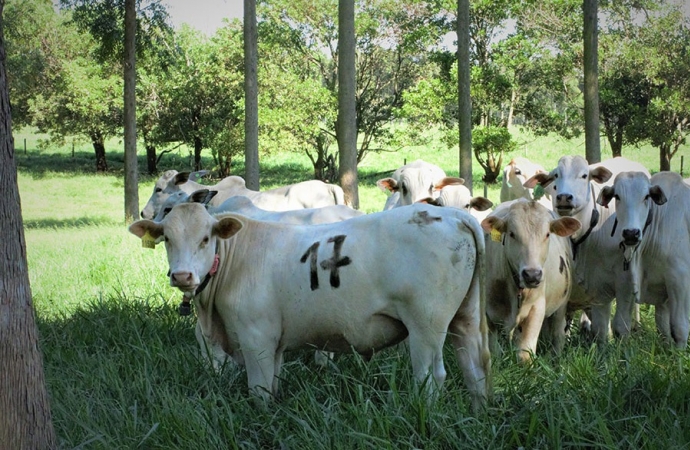 Árvores no pasto melhoram ganho de peso, conforto térmico e reprodução dos animais