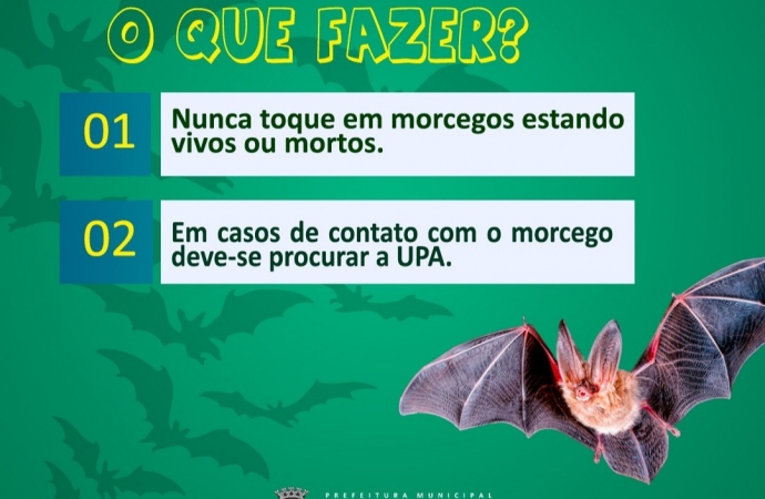 Atenção para o aumento de ocorrência de morcegos nesta época do ano
