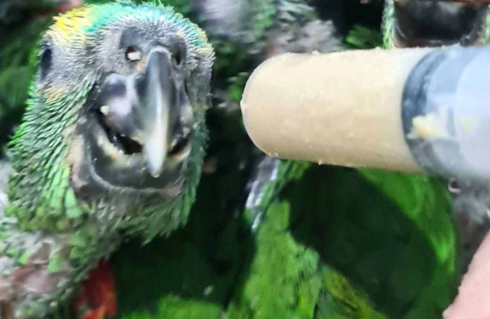 Aves apreendidas em fiscalização são diagnosticadas com doença transmissível