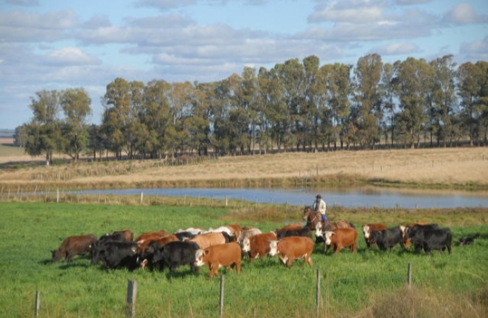 Brachiaria: Cultivar promete mais produtividade ao pecuarista