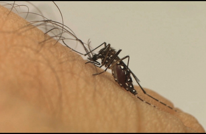 Boletim da Dengue aponta 75 casos confirmados em Medianeira