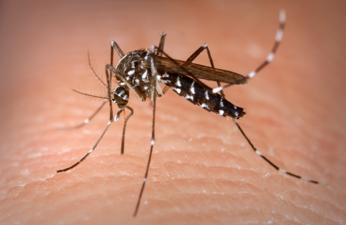 Boletim Epidemiológico da Dengue aponta 97 casos confirmados em Medianeira