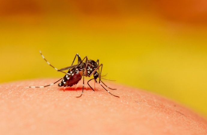 Boletim Epidemiológico da Dengue registra 209 notificações e 25 casos confirmados em Medianeira