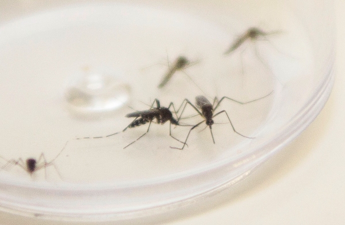 Boletim semanal aponta 79 novos casos e São Miguel chega a 312 casos positivos de dengue