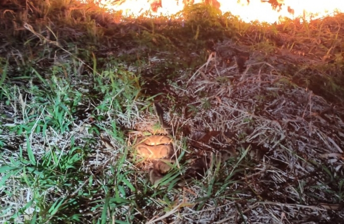 Bombeiro quase é picado por cobra urutu no balneário de Santa Helena