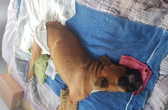 Boxer resgatada após ser abandonada em bolsa em Santa Helena recebe alta e se recupera em casa