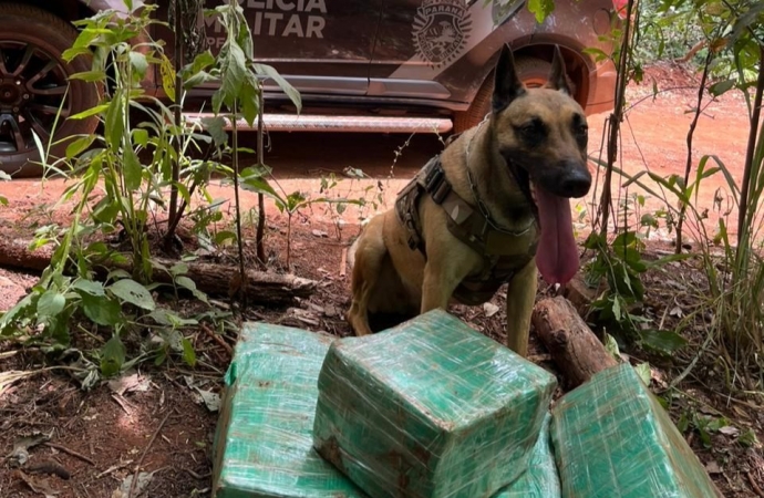 BPFRON apreende drogas em Santa Helena com auxílio do cão farejador