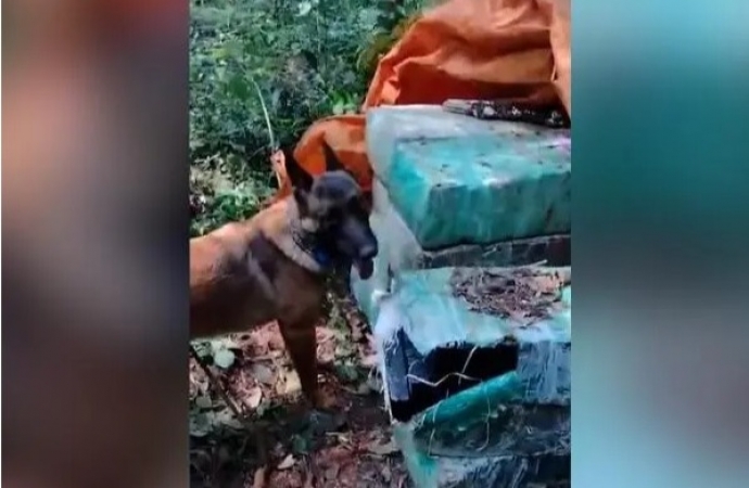 BPFron, Polícia Civil e Polícia Federal apreendem drogas em Santa Helena