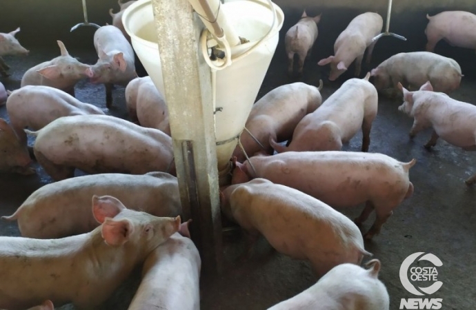 Brasil abate 13,04 milhões de cabeças de suínos no segundo trimestre