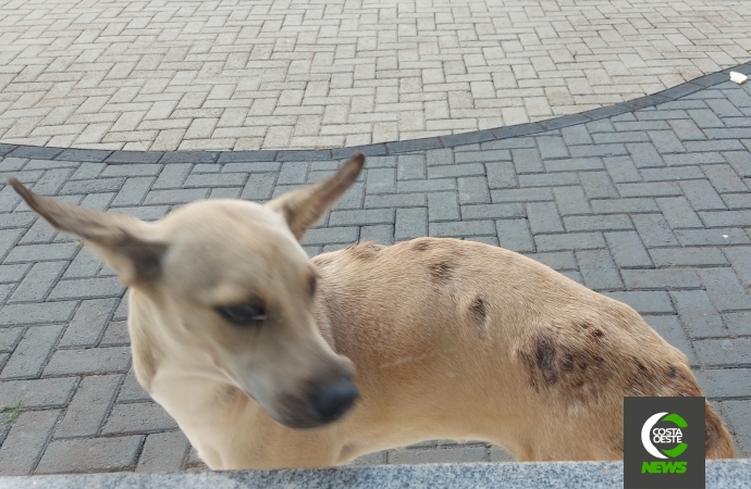 Cachorra é resgatada das ruas de São Miguel do Iguaçu com mais de 30 bernes