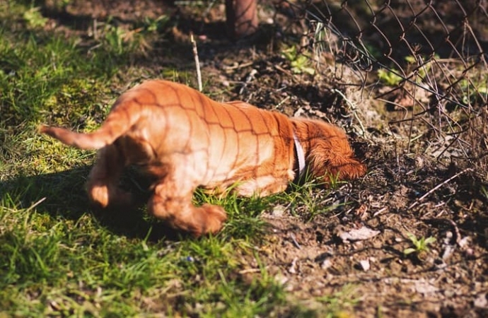 Cachorro cavando: por que os cães têm esse hábito?