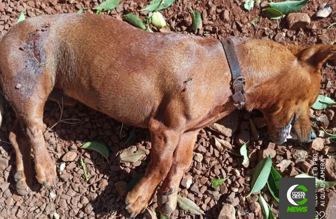 Cachorro é morto a tiros no interior de Santa Helena