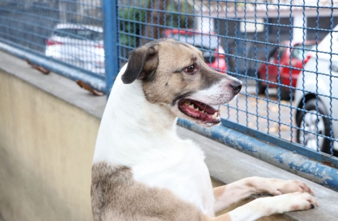 Cães e gatos podem ter vírus da covid-19, mas não transmitem a doença