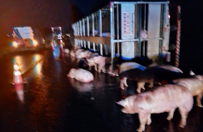 Caminhão carregado de porcos tomba na BR-277 e animais ficam soltos na pista