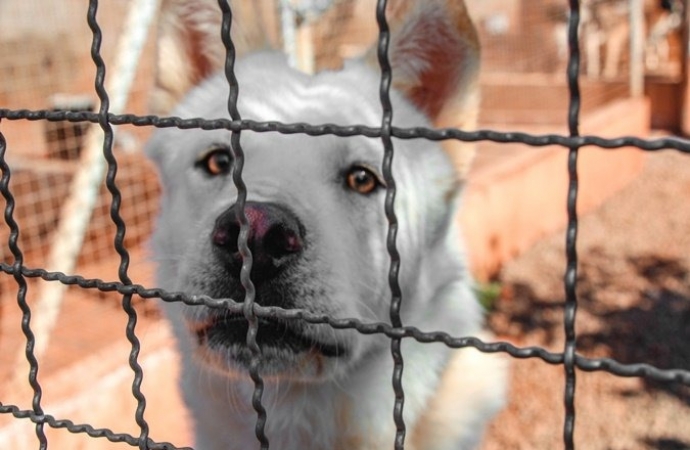 Canil Municipal de Santa Helena abriga mais de 150 animais