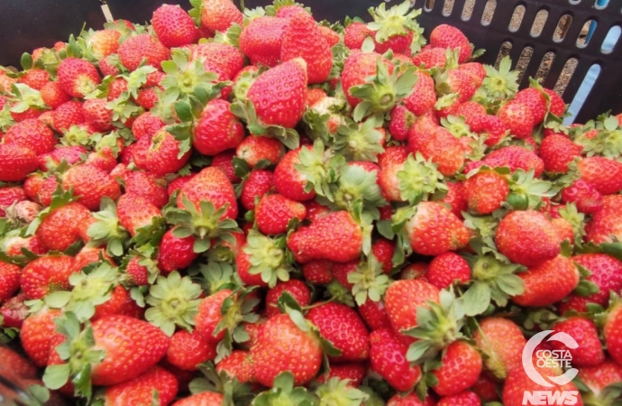 Casal aposta no cultivo do morango como nova fonte de renda