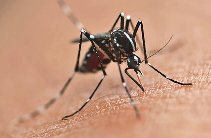 Casos confirmados de dengue disparam para 102 em Santa Helena