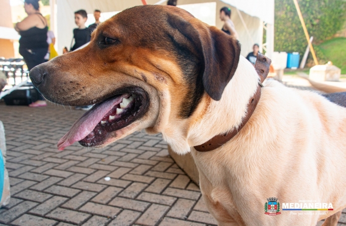Castrapet realizou com sucesso a castração de 115 cães e gatos