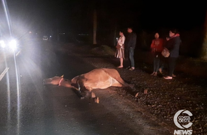 Cavalo morre ao ser atropelado na PR 488, em Santa Helena