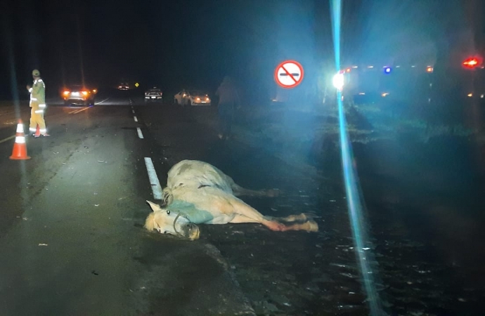 Cavalo morre ao ser atropelado na PR 495, entre Santa Helena e Entre Rios do Oeste