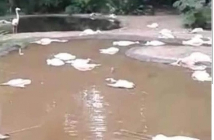 Centenas de flamingos são encontrados mortos no Parque das Aves, em Foz do Iguaçu