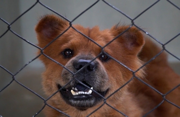 Centro de Controle Animal ganha novo playground para pets em Guaíra