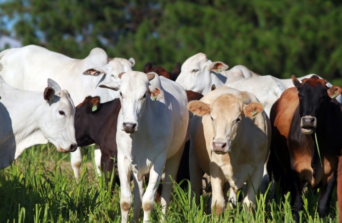 Chancela como área livre de febre aftosa sem vacinação foi a marca da defesa agropecuária em 2021