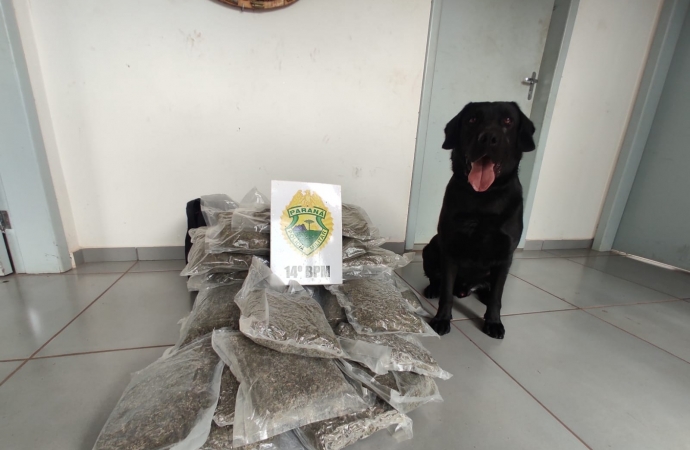 Choque CANIL apreende 16kg de capulho na rodoviária de Foz