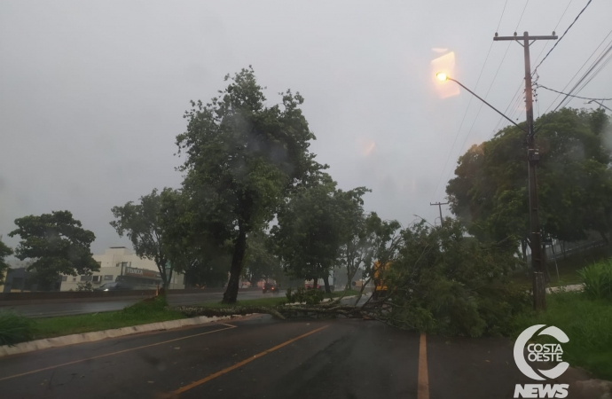 Vento derruba árvores e chuva causa estragos em São Miguel do Iguaçu